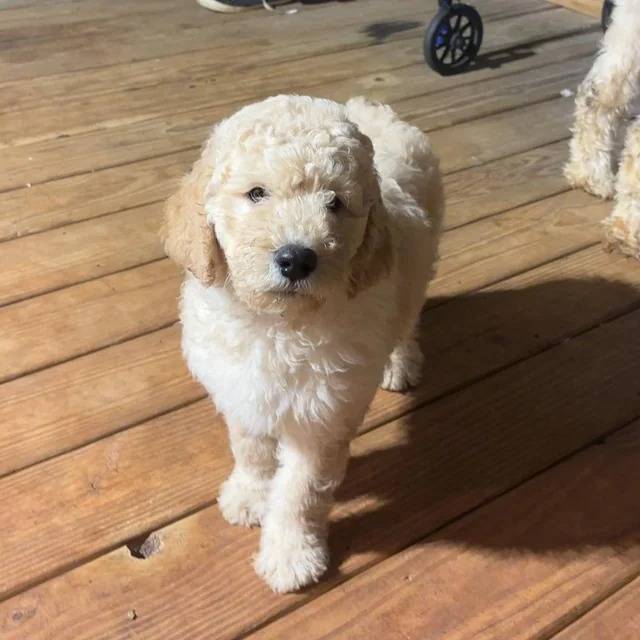 Un Goldendoodle sur un plancher et regardant vers la caméra