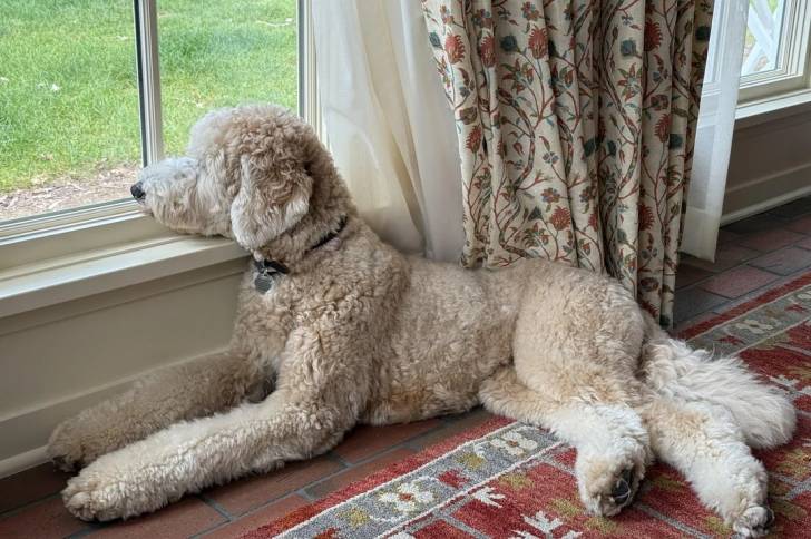 Photo Goldendoodle
