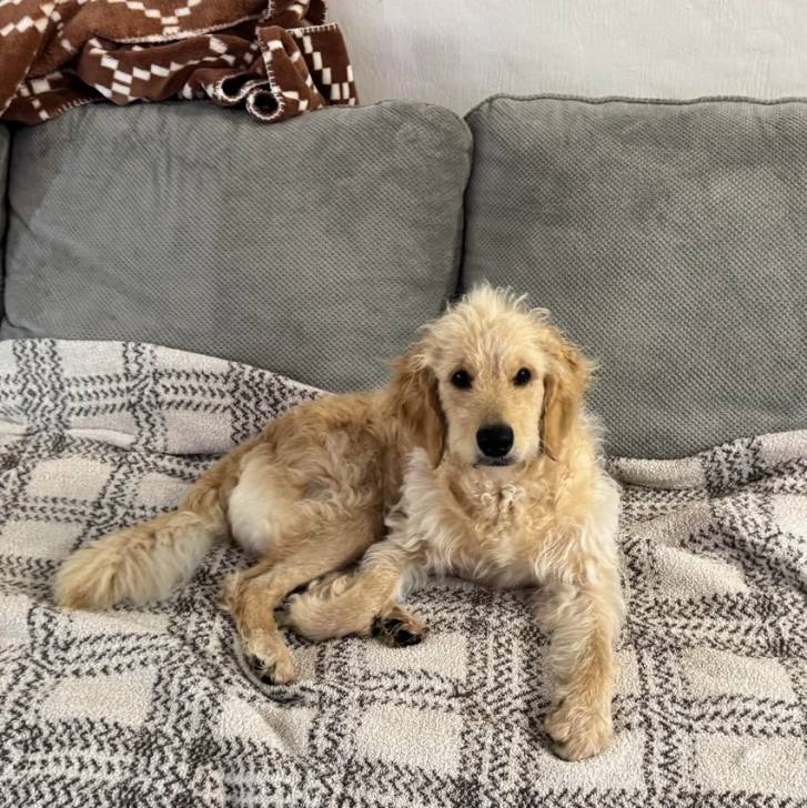 Photo Goldendoodle