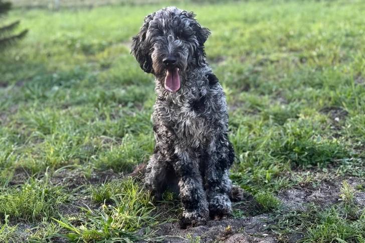 Photo Goldendoodle