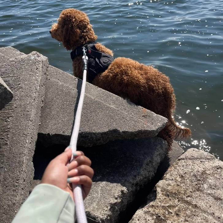 Photo Goldendoodle