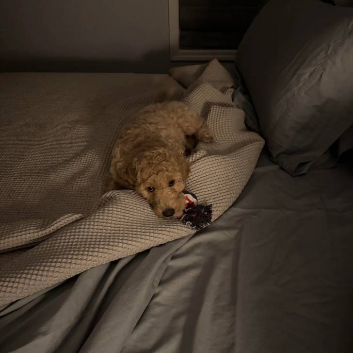 Photo Goldendoodle