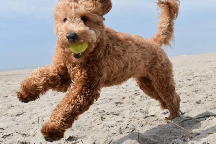 Un Goldendoodle courant sur une surface sableuse et ayant une balle dans sa gueule 