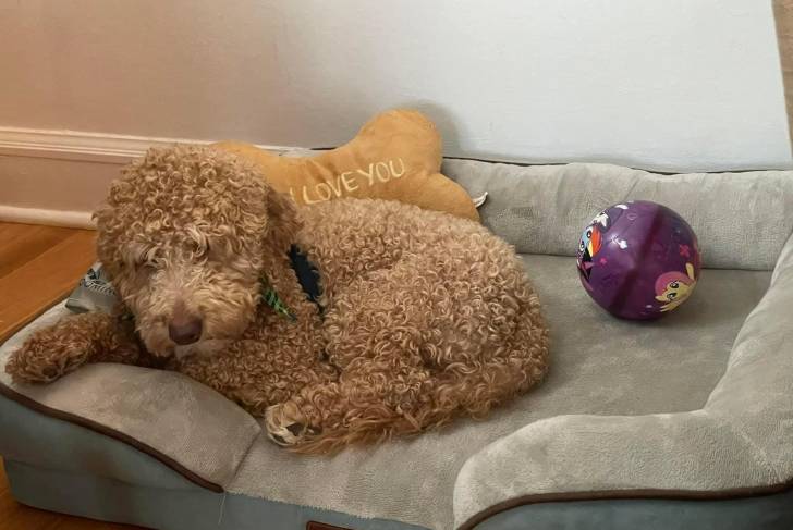 Un Goldendoodle allongé dans un panier et portant un harnais 