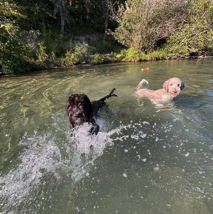 Deux Goldendoodle nageant dans l'eau 