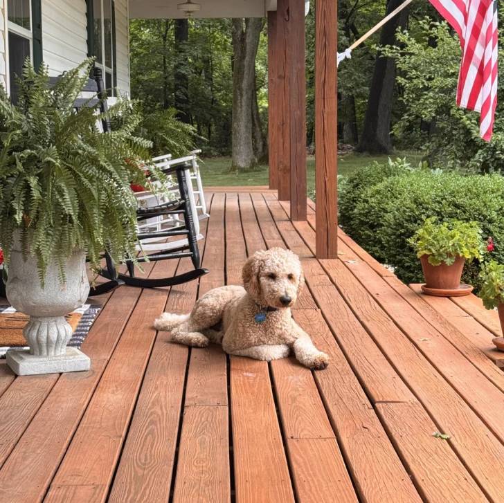 Un Goldendoodle allongé sur une terrasse en bois et portant un collier autour du cou