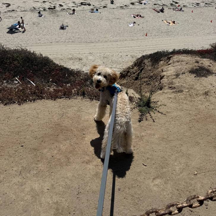 Un Goldendoodle sur une surface sableuse et qui est tenu en laisse 