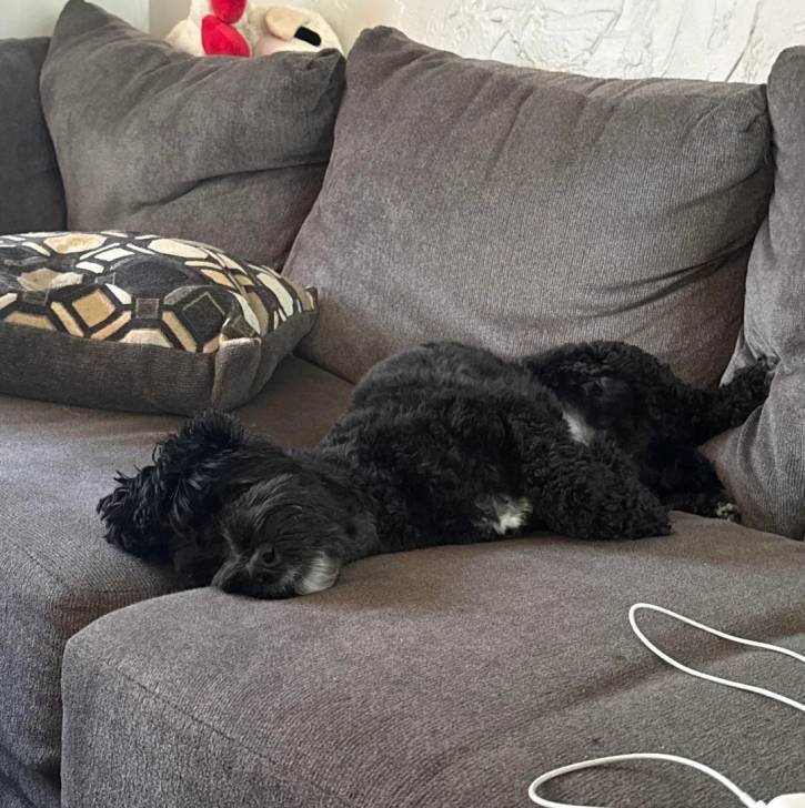 Un Goldendoodle allongé sur un canapé et semblant détendu