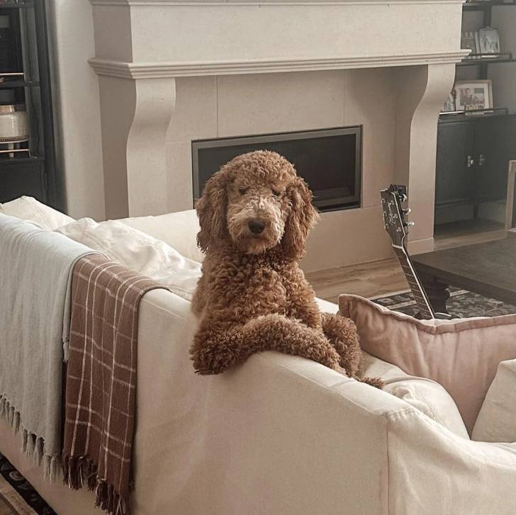 Un Goldendoodle assis sur un canapé et regardant vers la caméra 
