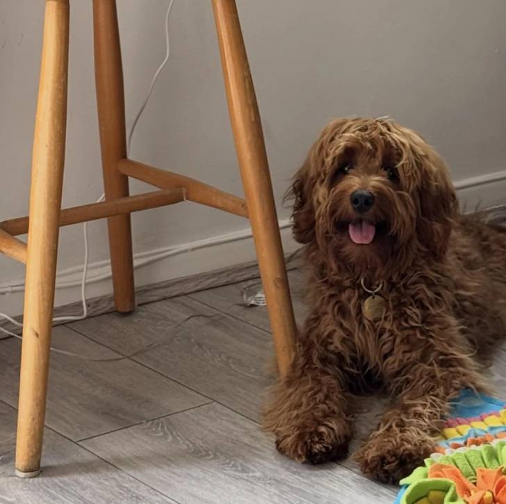Un Goldendoodle allongé sur un sol carrelé et portant un collier autour du cou