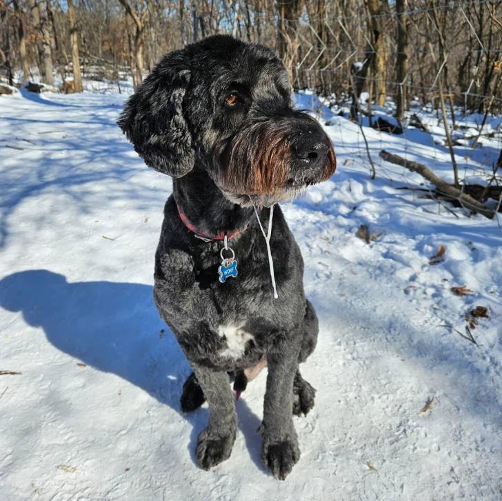 Un Goldendoodle assis sur une surface enneigée et portant un collier autour du cou