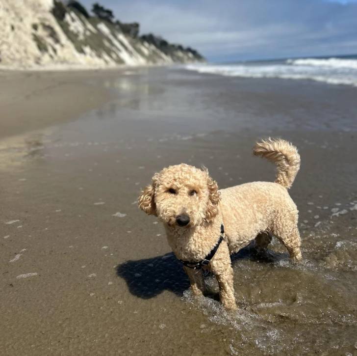 Un Goldendoodle à la plage et portant un harnais 