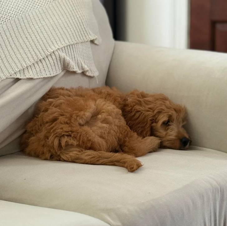 Un Goldendoodle allongé sur un canapé et semblant détendu 