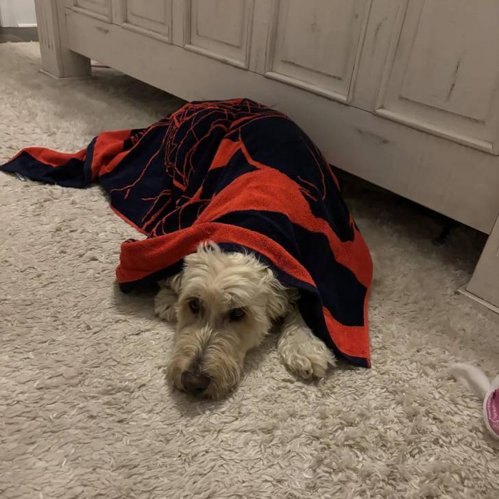 Un Goldendoodle allongé sur une moquette enveloppé dans une serviette