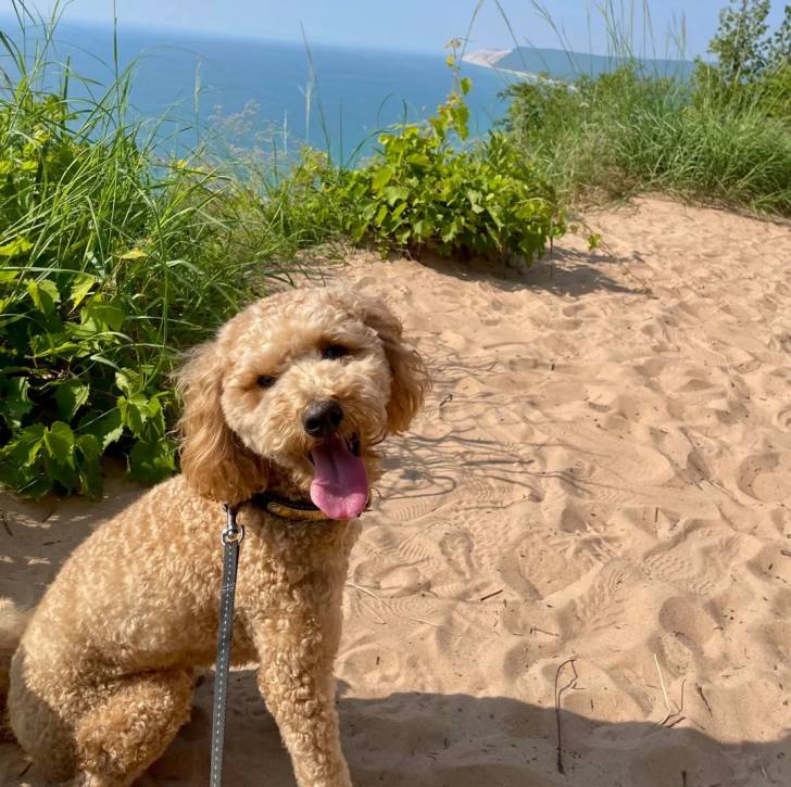 Un Goldendoodle assis sur une surface sableuse et qui est tenu en laisse 