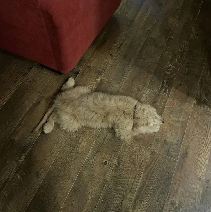 Un Goldendoodle allongé sur un plancher et portant un collier autour du cou