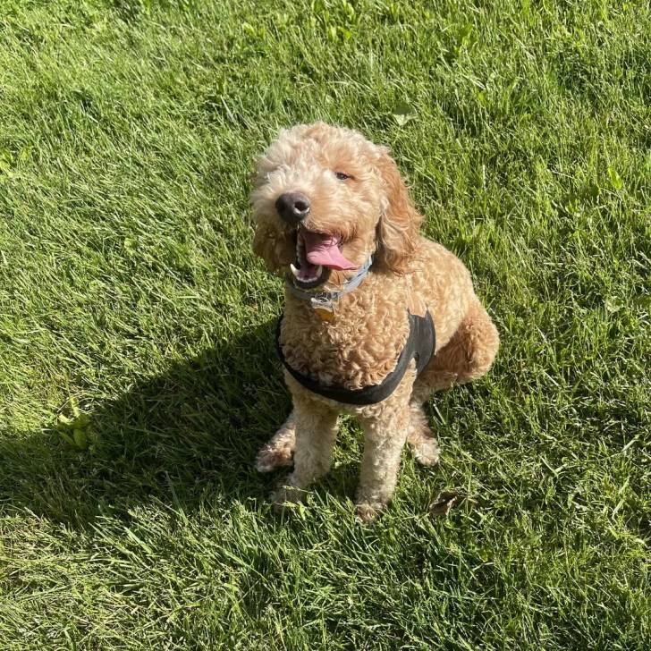 Un Goldendoodle sur un terrain herbeux et portant un harnais