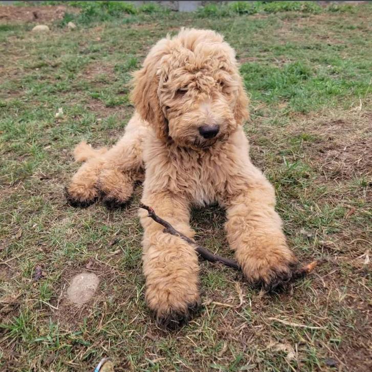 Un Goldendoodle allongé sur un terrain herbeux 
