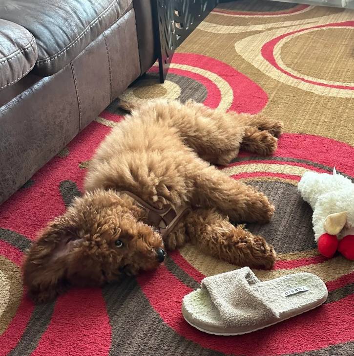 Un Goldendoodle allongé sur un tapis et portant un harnais 