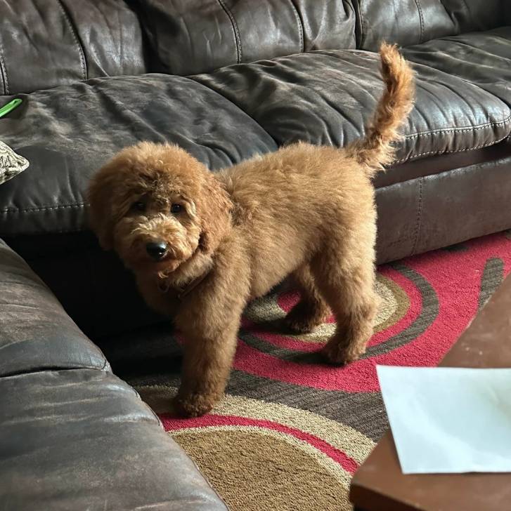 Un Goldendoodle sur un tapis et portant un collier autour du cou