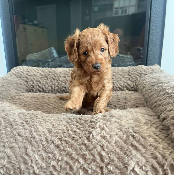Un chiot Goldendoodle assis dans un panier et regardant vers la caméra 