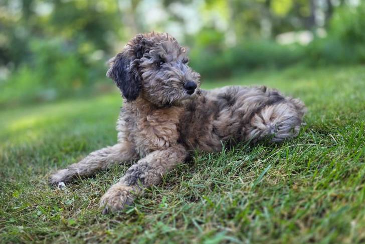 Un Goldendoodle allongé sur un terrain herbeux 