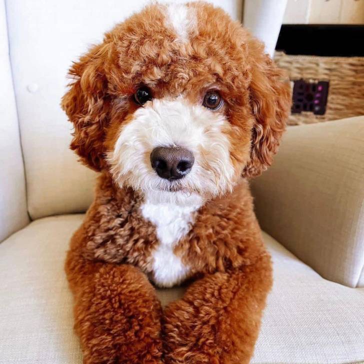 Un Goldendoodle allongé sur un canapé et semblant détendu