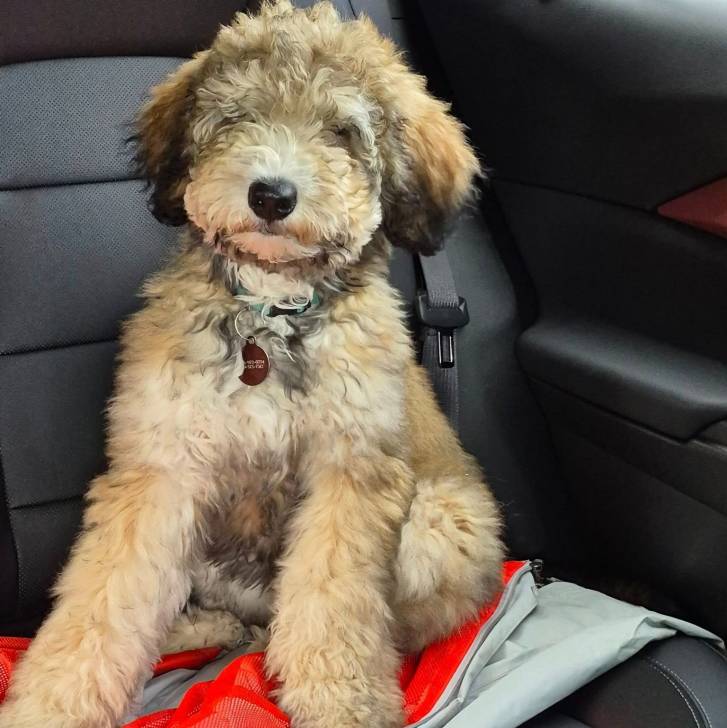 Un Goldendoodle assis dans une voiture et portant un collier autour du cou