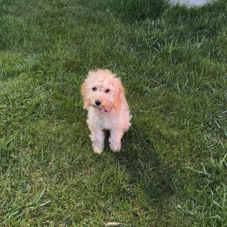 Un Goldendoodle assis sur une surface gazonnée et portant un collier autour du cou
