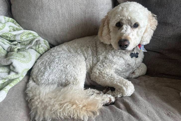 Un Goldendoodle allongé sur un canapé et portant un collier autour du cou