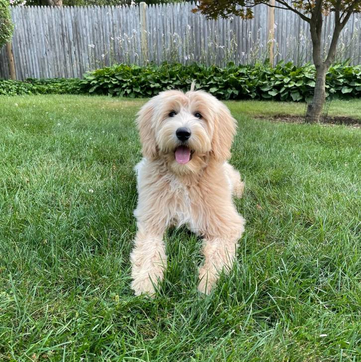 Un Goldendoodle allongé sur une surface gazonnée et tirant la langue 