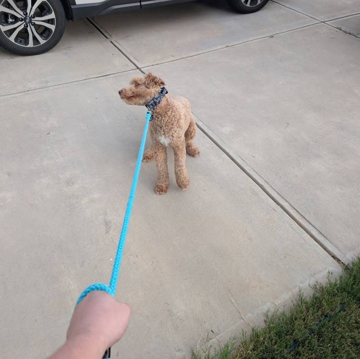 Un Goldendoodle sur une surface bétonnée et qui est tenu en laisse 
