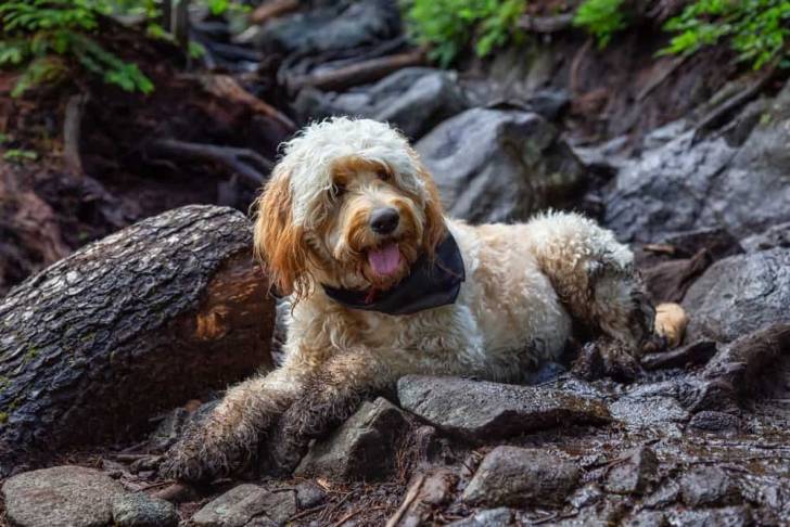 Un Goldendoodle allongé et tirant la langue 