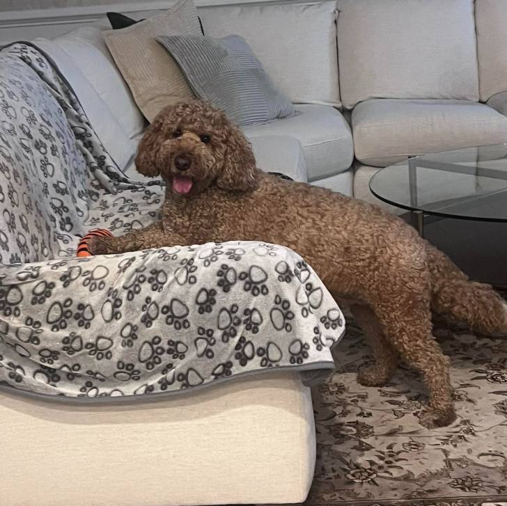 Un Goldendoodle devant un canapé et tirant la langue.