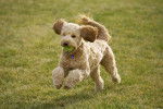Un GoldenDoodle court avec une balle de tennis dans la gueule