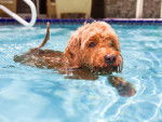 Un Golden Doodle nage dans une piscine