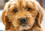 Photo Goldendoodle