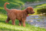 Photo Goldendoodle