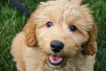 Photo Goldendoodle