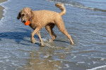Un Goldendoodle marchant dans l'eau et tenant une balle dans sa gueule 