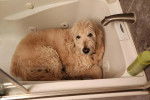 Un Goldendoodle allongé dans une baignoire et portant un collier autour du cou
