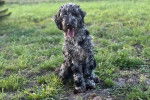Un Goldendoodle assis sur un terrain herbeux et tirant la langue 