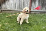 Un Goldendoodle assis sur une surface gazonnée et ayant un râteau dans sa gueule 