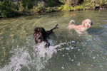 Deux Goldendoodle nageant dans l'eau 