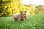 Un chiot Goldendoodle courant sur un terrain herbeux