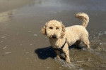 Un Goldendoodle à la plage et portant un harnais 