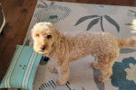 Un Goldendoodle sur un tapis et portant un collier autour du cou