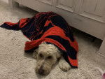 Un Goldendoodle allongé sur une moquette enveloppé dans une serviette