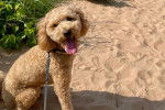 Un Goldendoodle assis sur une surface sableuse et qui est tenu en laisse 