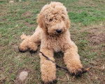 Un Goldendoodle allongé sur un terrain herbeux 